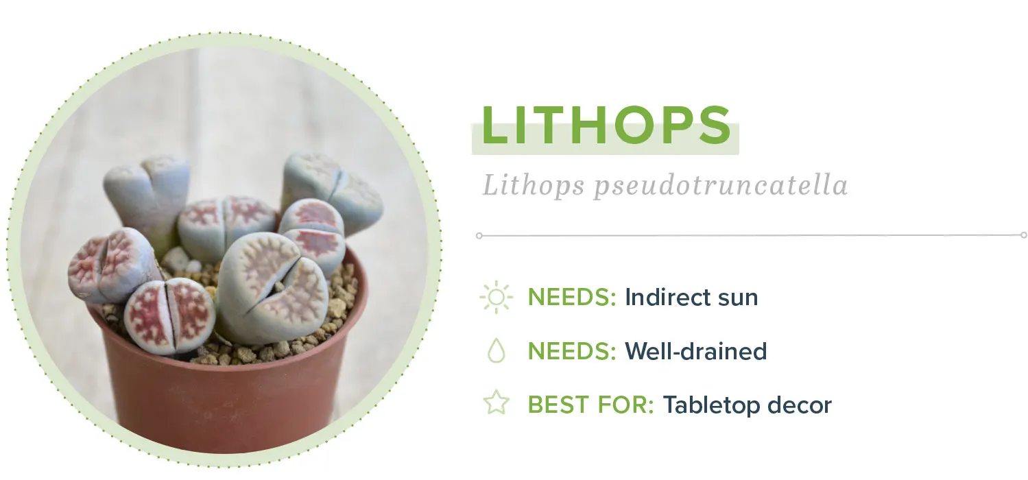 small-indoor-plants-lithops-11
