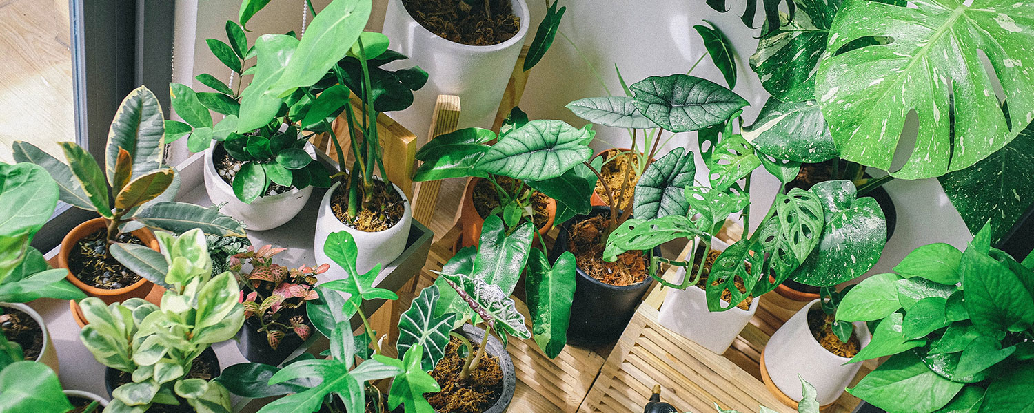 What’s Wrong With My Plant? 10 Common Houseplant Issues + How To Fix ...