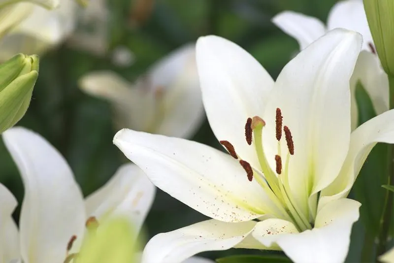 Allergy-Guide-lilies