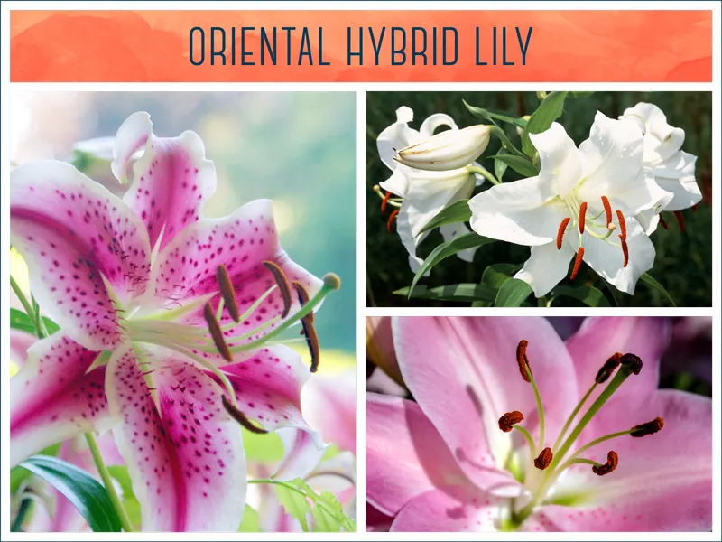 oriental-hybrid-lily