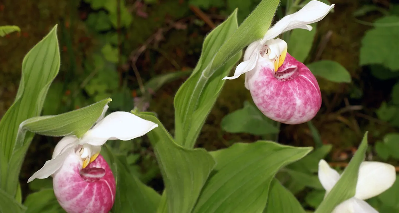 Minnesota State Flower – The Pink and White Lady’s Slipper