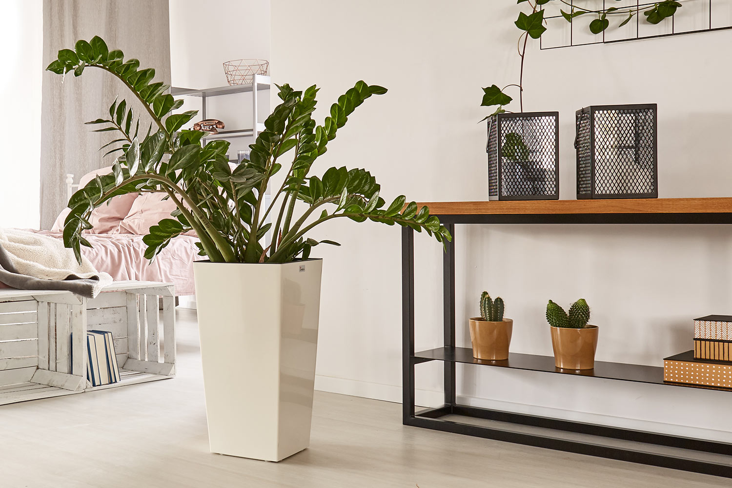 zz plant in square planter next to wooden table with plants and frames