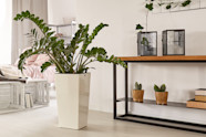 ZZ Plant Care Guide Growing Information And Tips ProFlowers