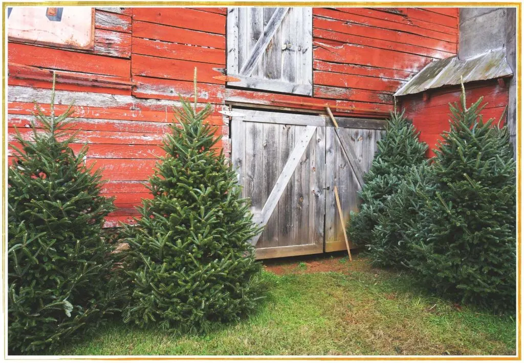 17 Types of Christmas Trees to Deck the Halls