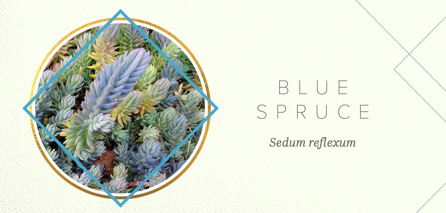colorful-succulents-blue-spruce