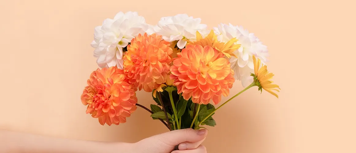 Dahlia Care Guide: How to Care for Dahlias + Growing Tips