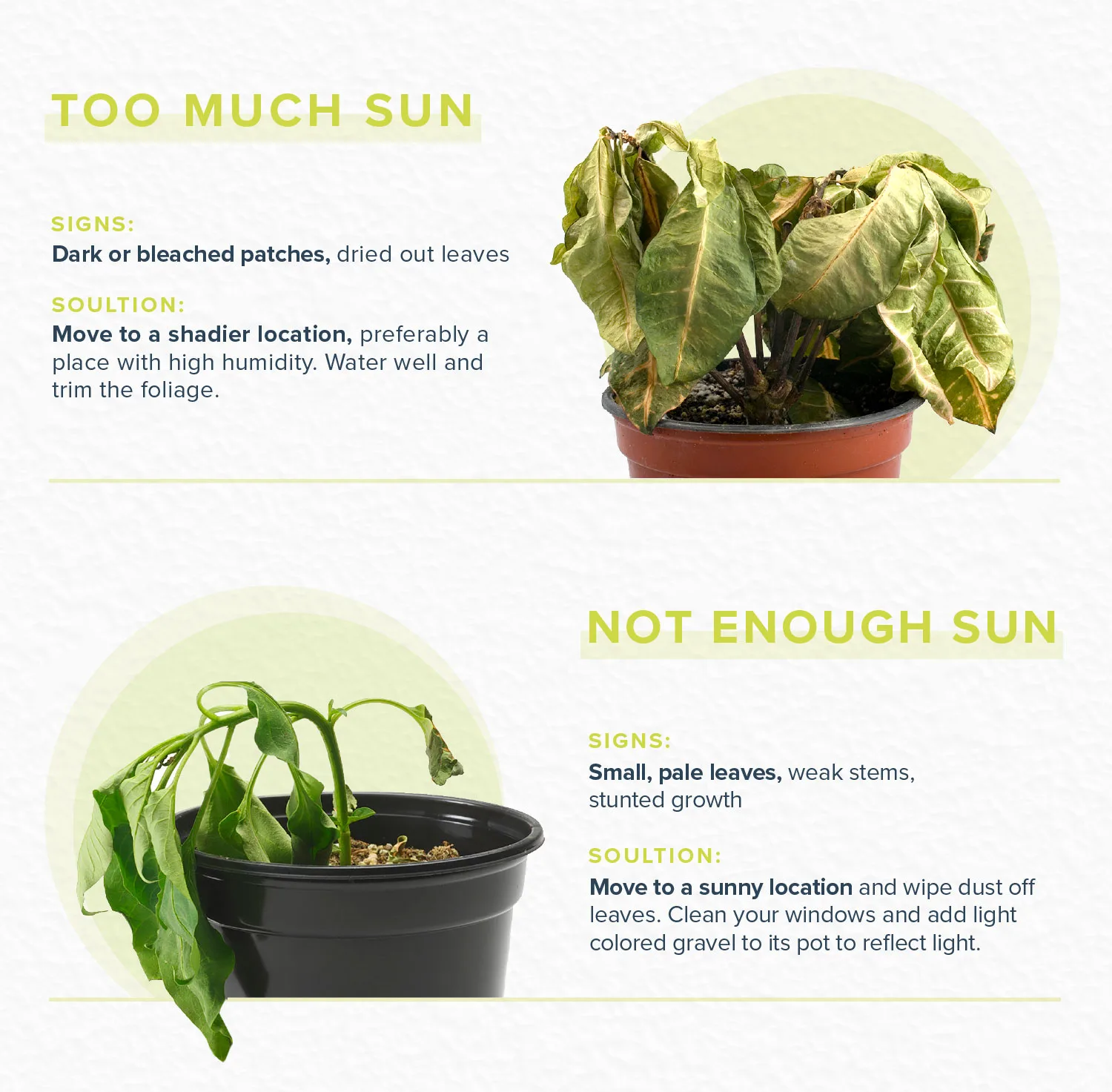 how-to-revive-a-plant-sun