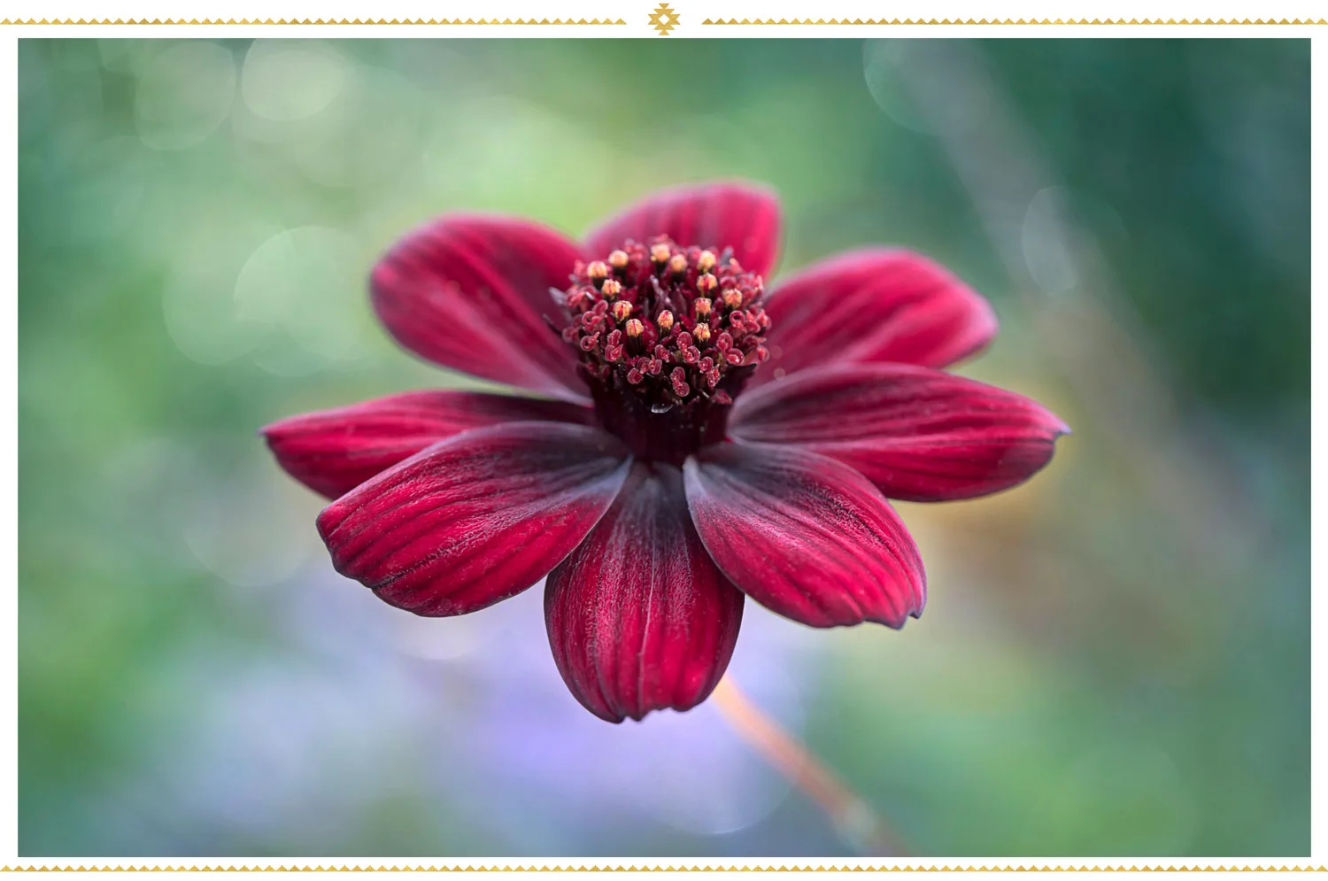 mexican-flowers-chocolate-cosmos
