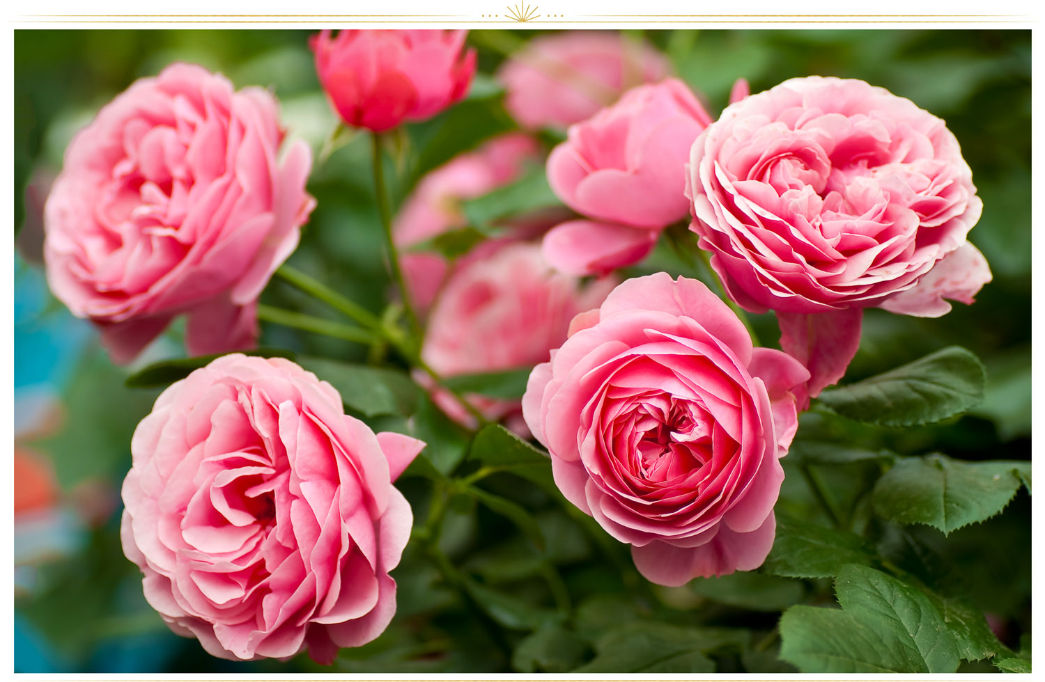 light pink flowers