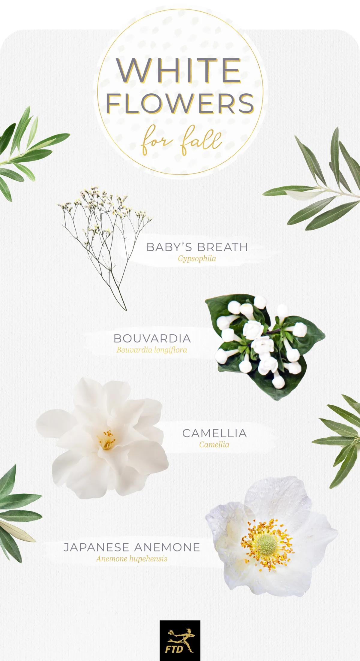 40 Types of White Flowers - FTD.com