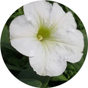 white-petunia-hybrida