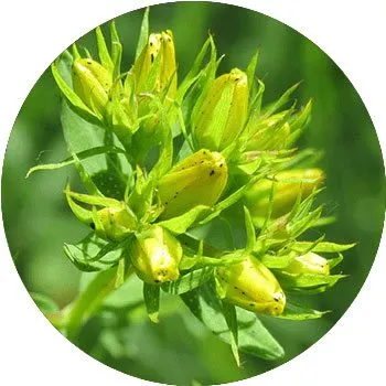 green-hypericum-androsaemum