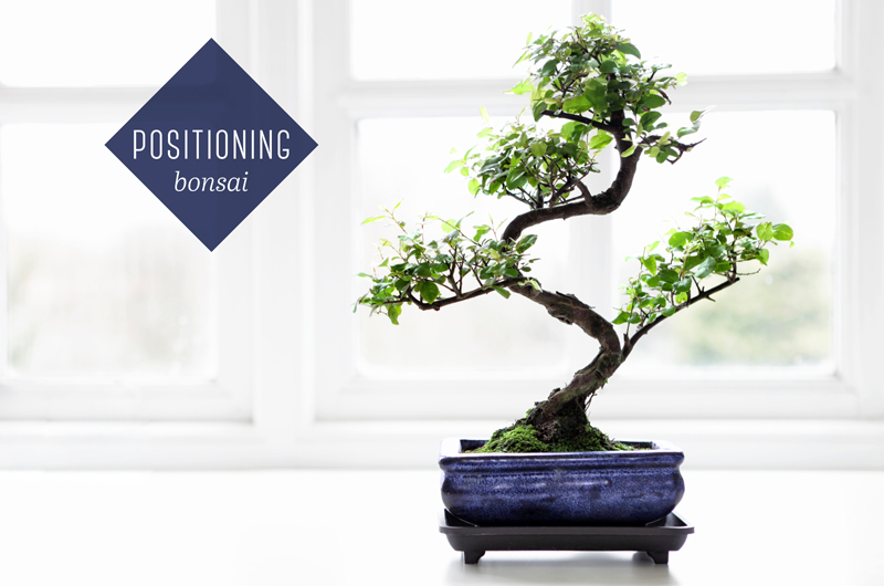 How to Water a Bonsai Tree: Helpful Tips