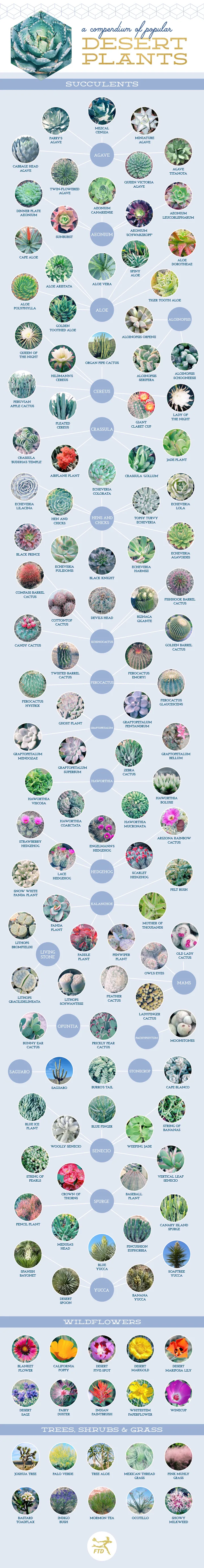 127 Stunning Desert Plants