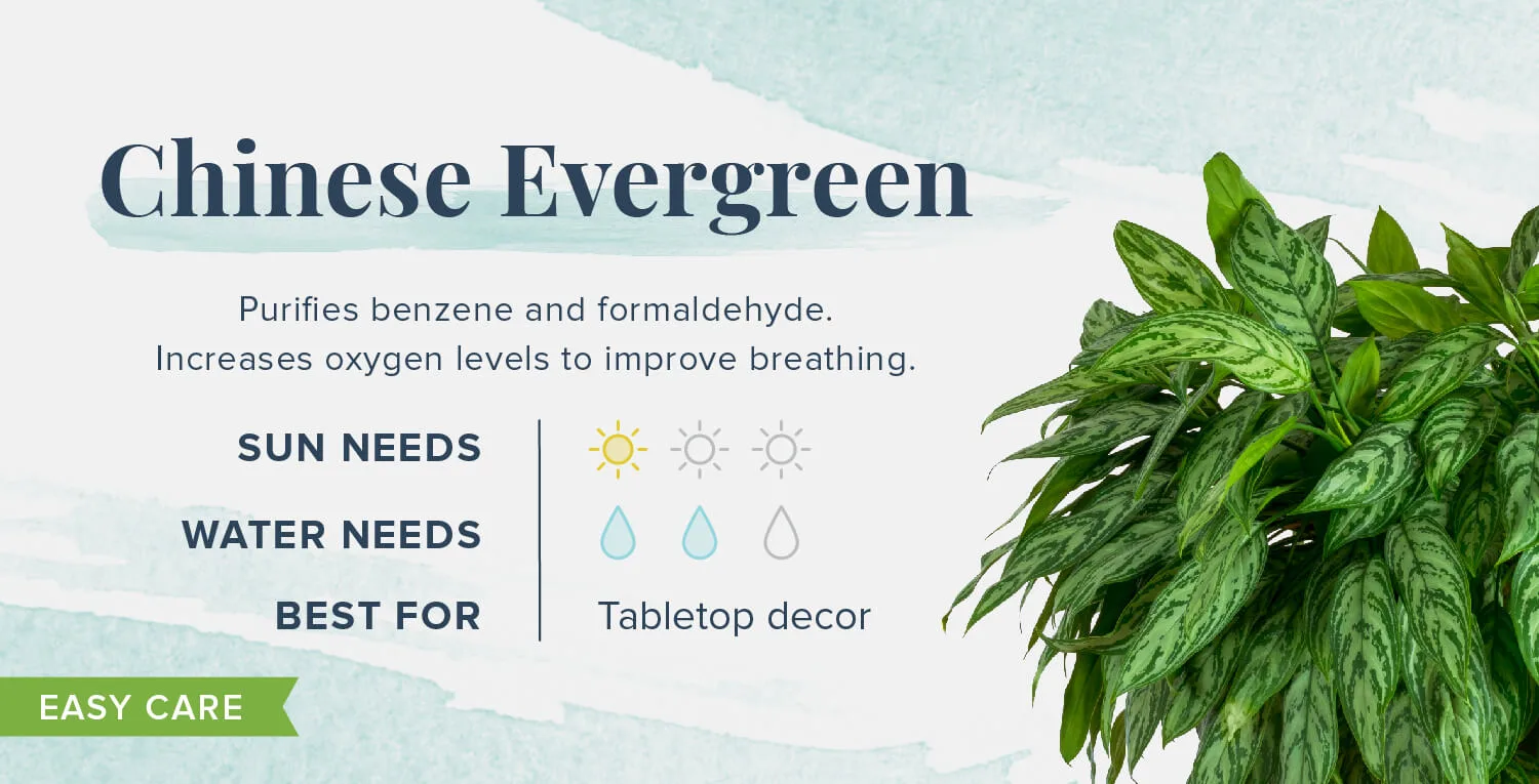 Plants-That-Help-You-Sleep-Chinese-Evergreen