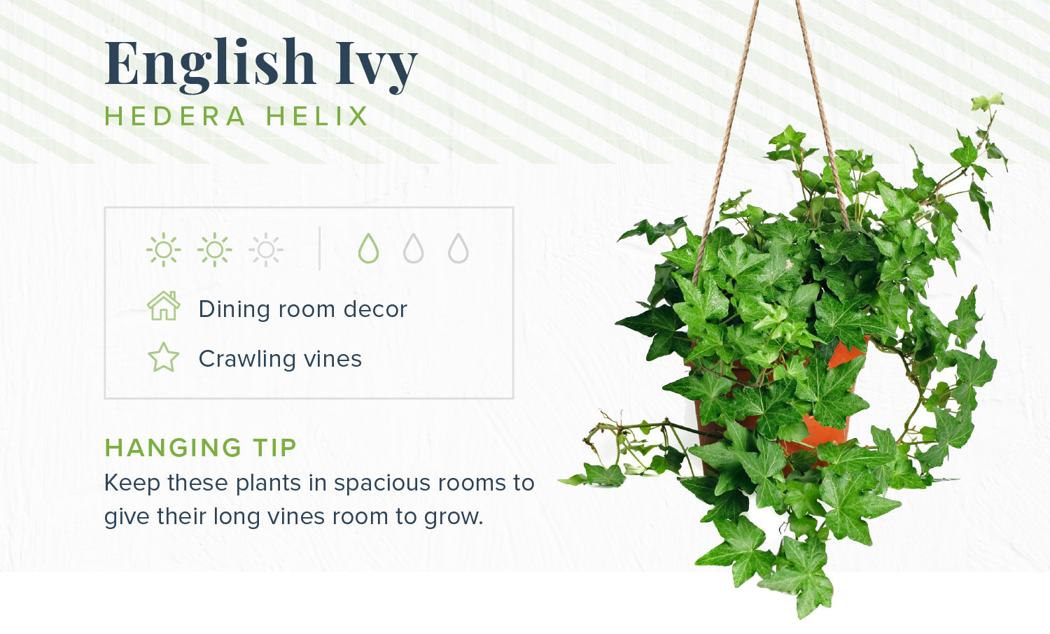 english ivy indoor hanging plants