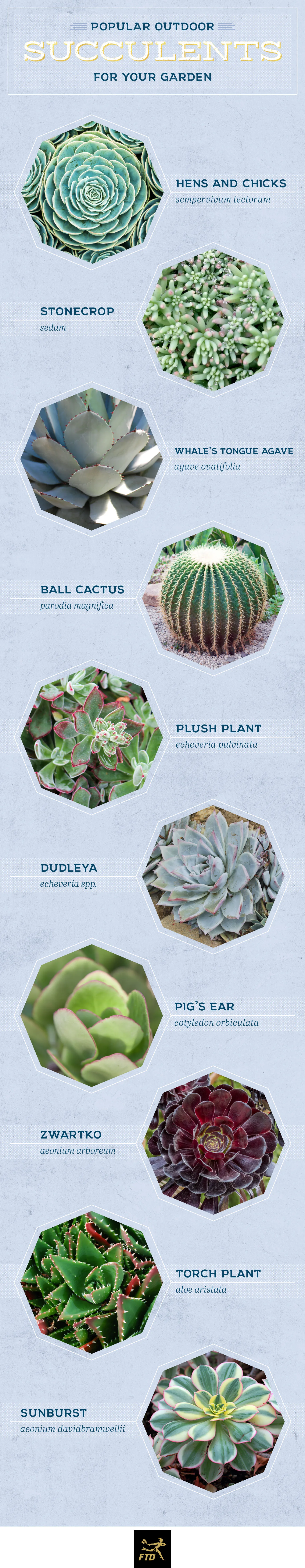20 Popular Types of Succulents