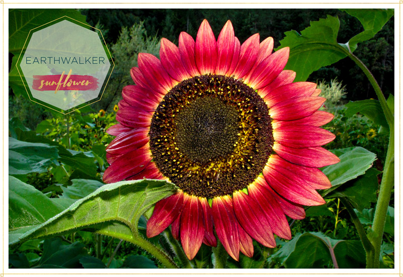 brightly coloured sunflowers: Types of bread: Banette