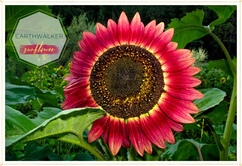 sunflower-earthwalker