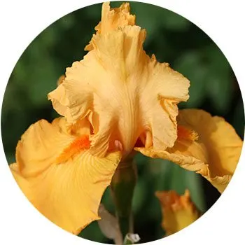 Orange-Iris