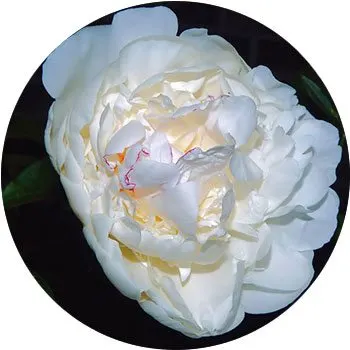 white-paeonia