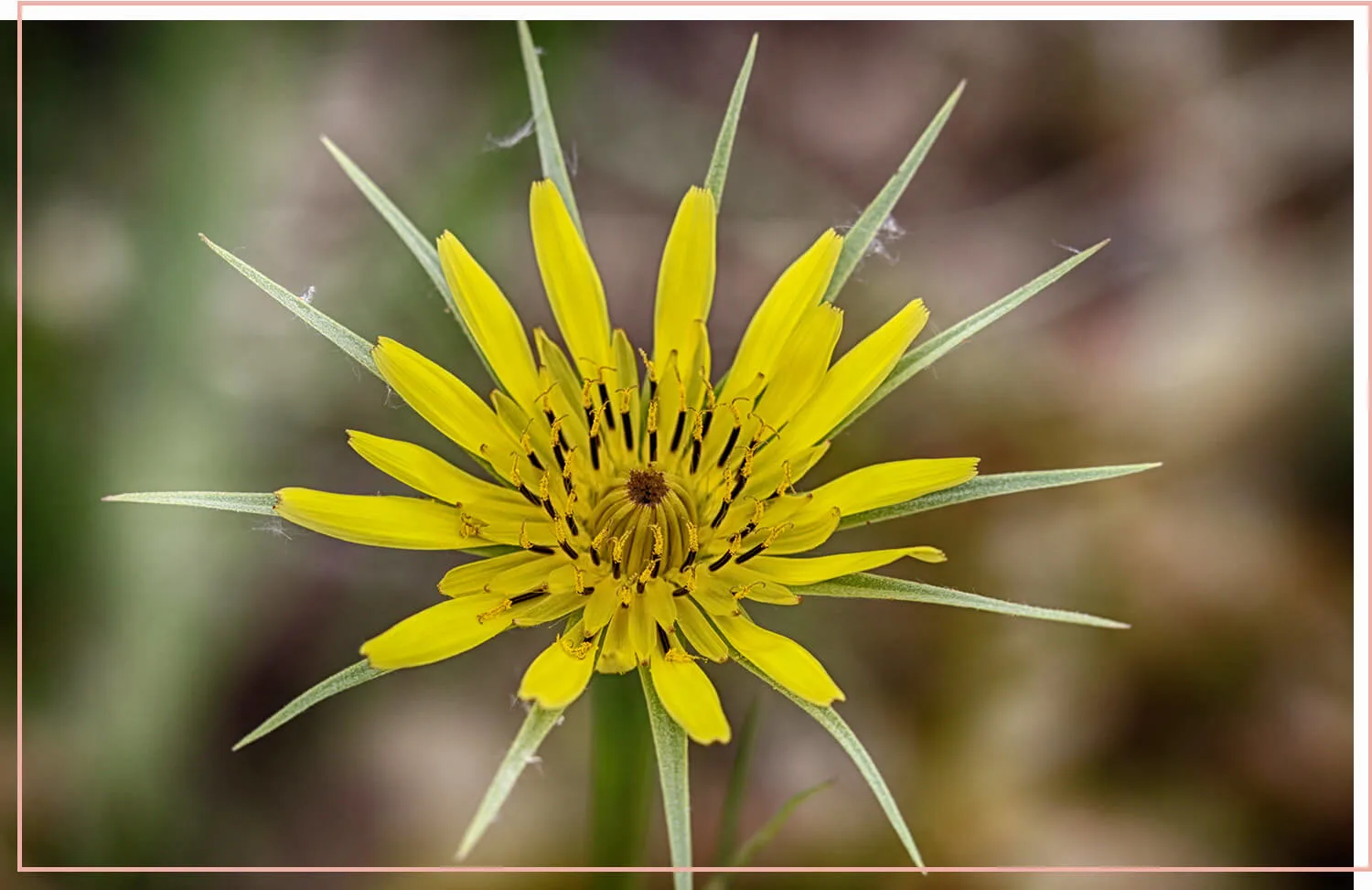 flowering-weeds-and-unexpected-beauty-16-yellow-salsify
