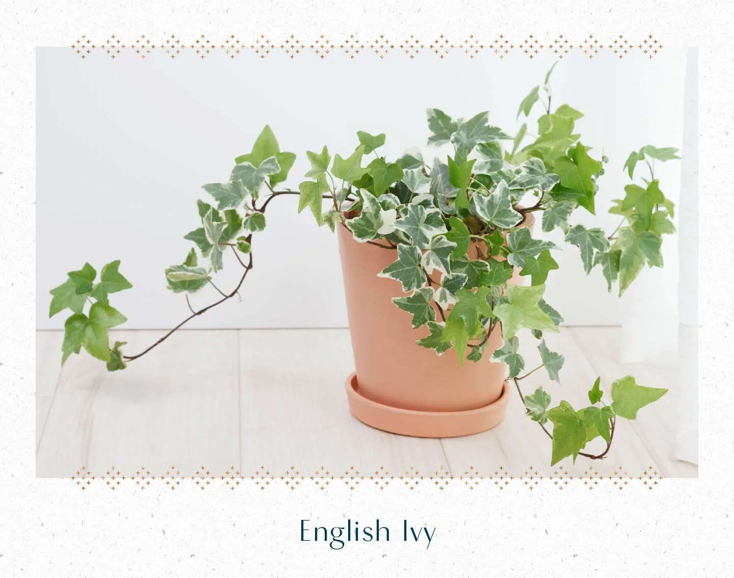 english-ivy