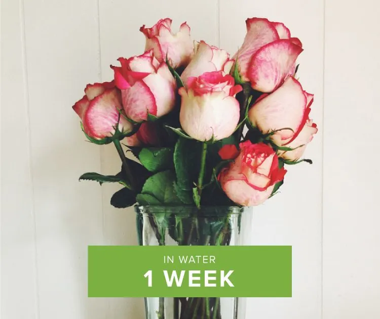 How Long do Roses Last? ProFlowers