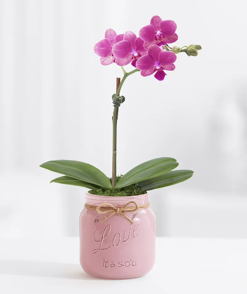 7-12 No-Green-Thumb-Needed Image Orchid