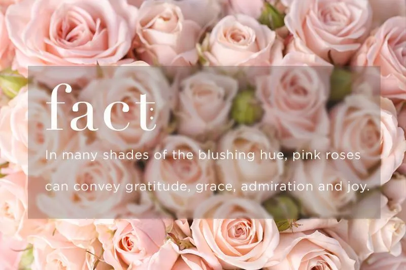 pink-rose-meaning