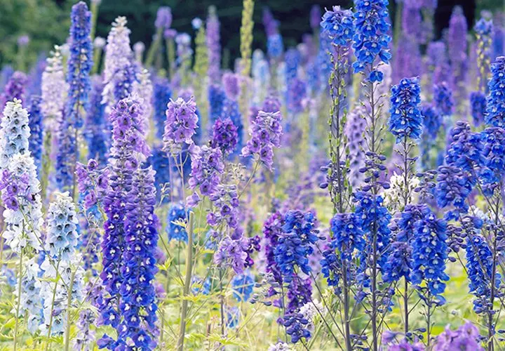 hero-delphinium-meaning-720x500