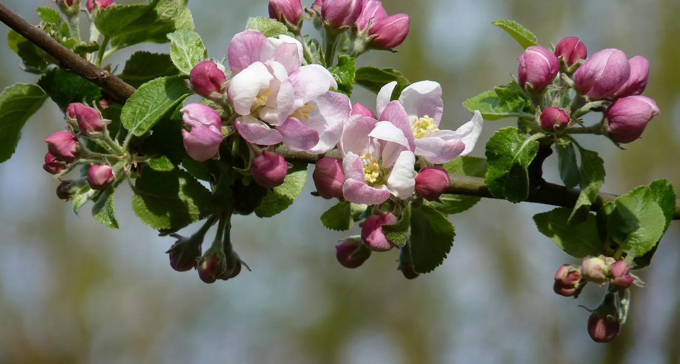 Arkansas State Flower - The Apple Blossom