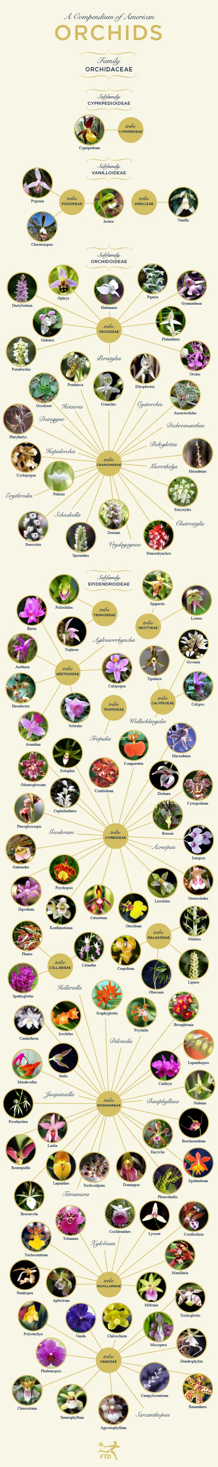 compendium-of-American-orchids