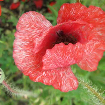 poppies-381612