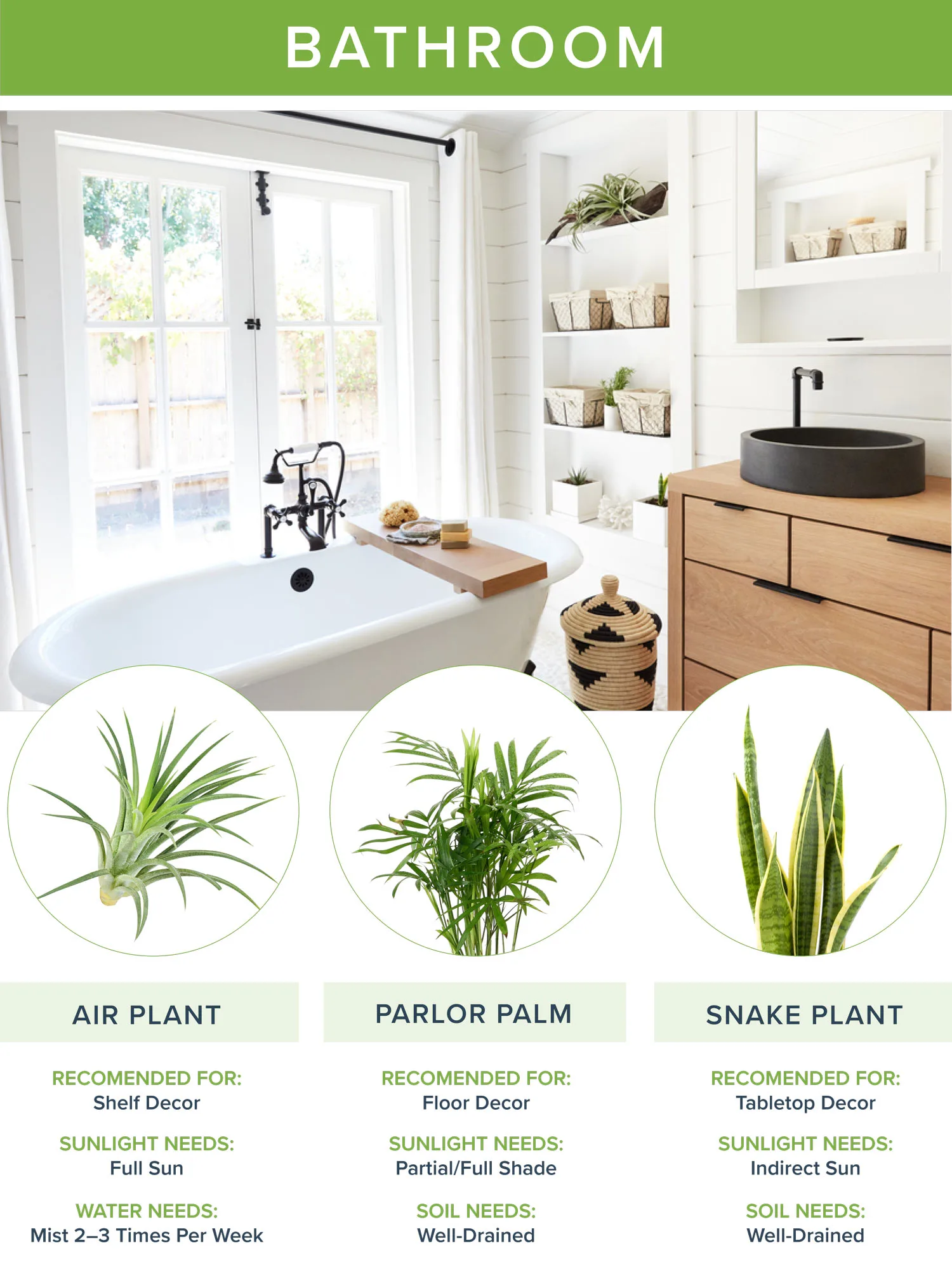 best-house-plants-bathroom