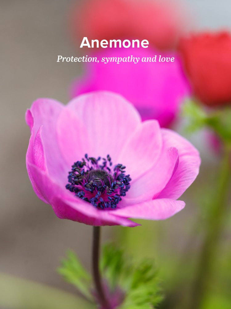 History and Meaning of Anemones - ProFlowers Blog