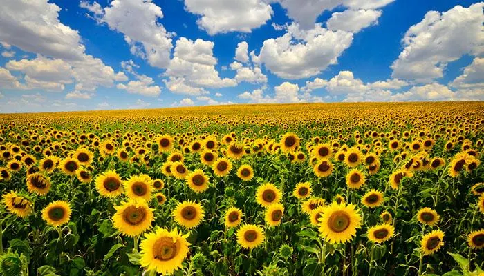 sunflowers-habitat