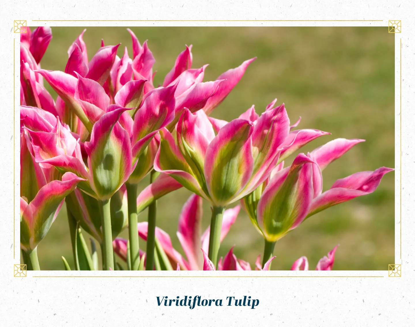 viridiflora-tulip-min