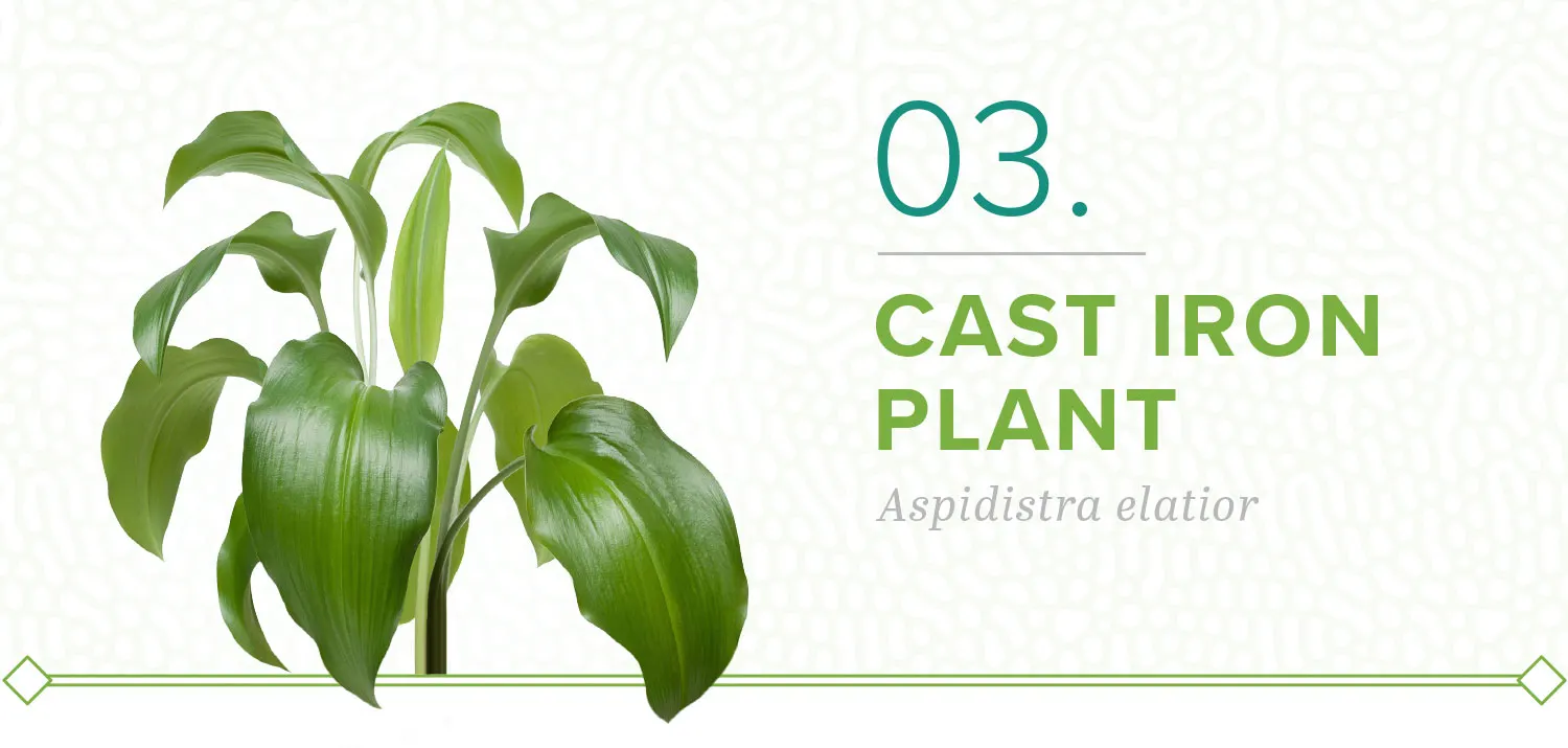 plants-that-dont-need-sun-03-cast-iron