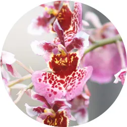 Orchid Care Guide: Care Instructions for 23 Popular Orchids