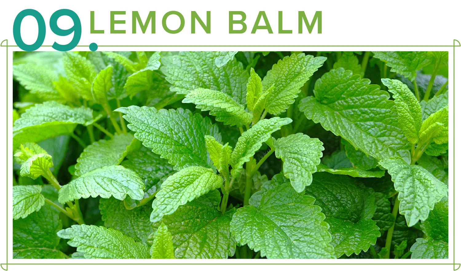 medicinal-plants-09-lemon-balm