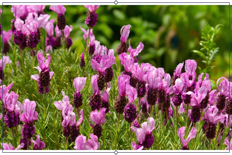 12 Types of Lavender + Growing Info | Proflowers Blog