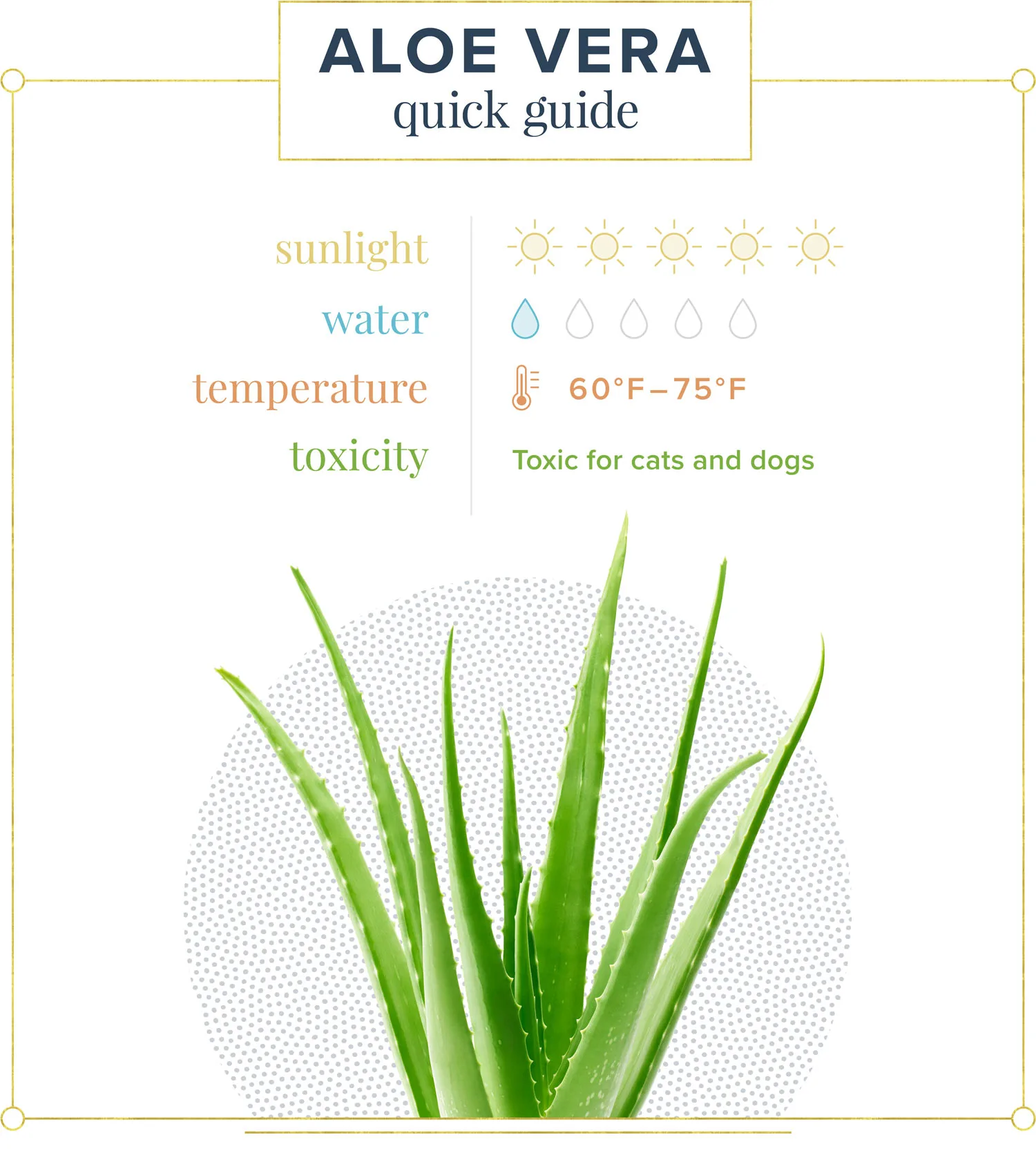 aloe-vera-quick-guide-preview