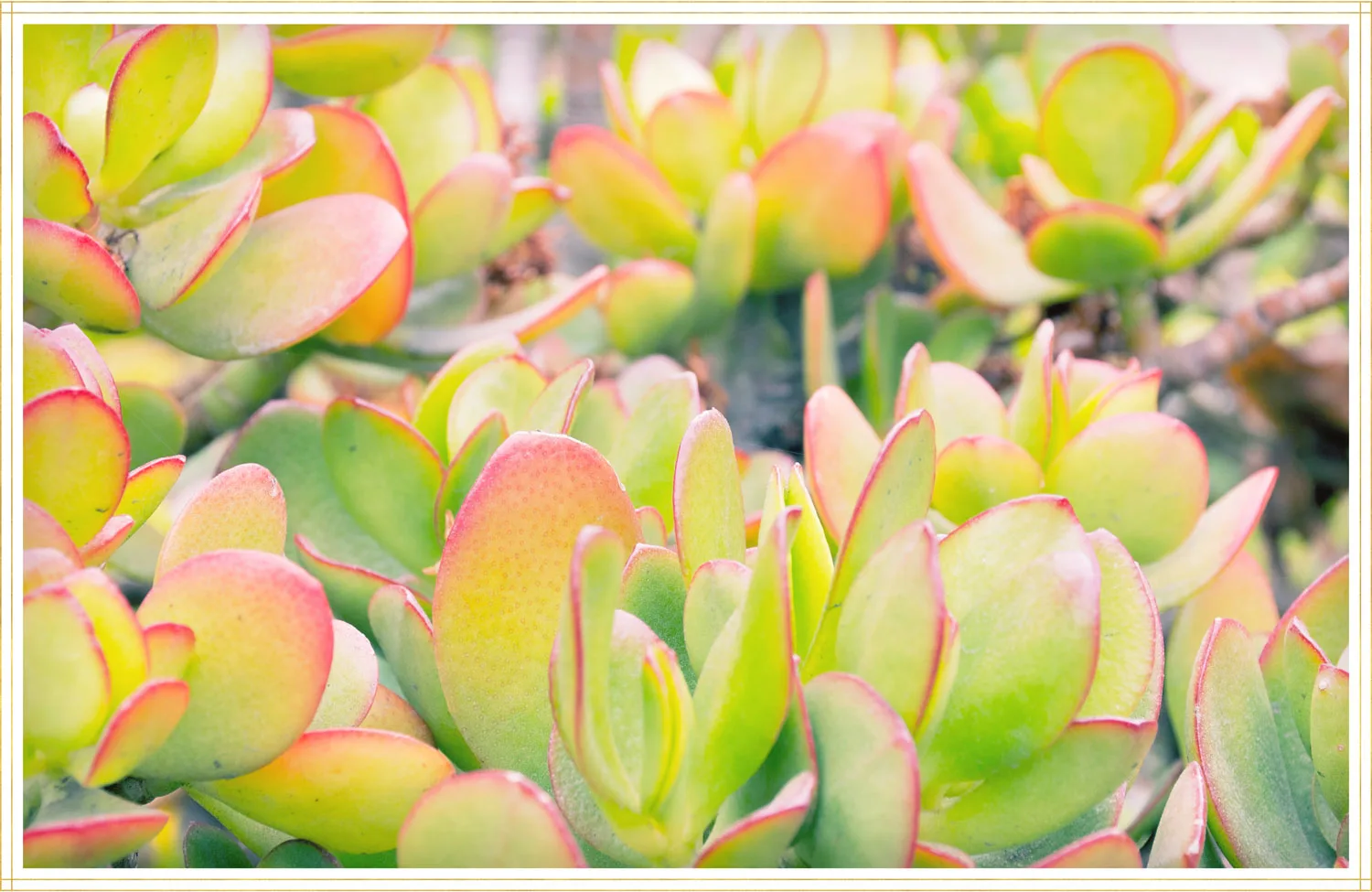 jade-plant-care-sunset-1