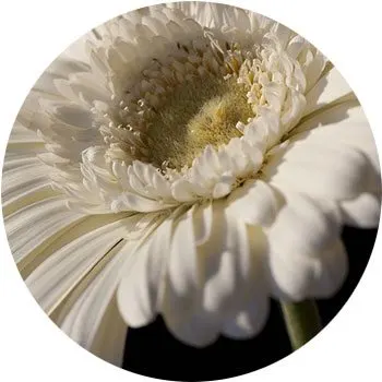 white-gerbera-jamesonii