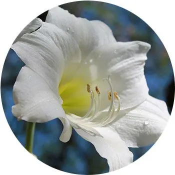 white-hippeastrum