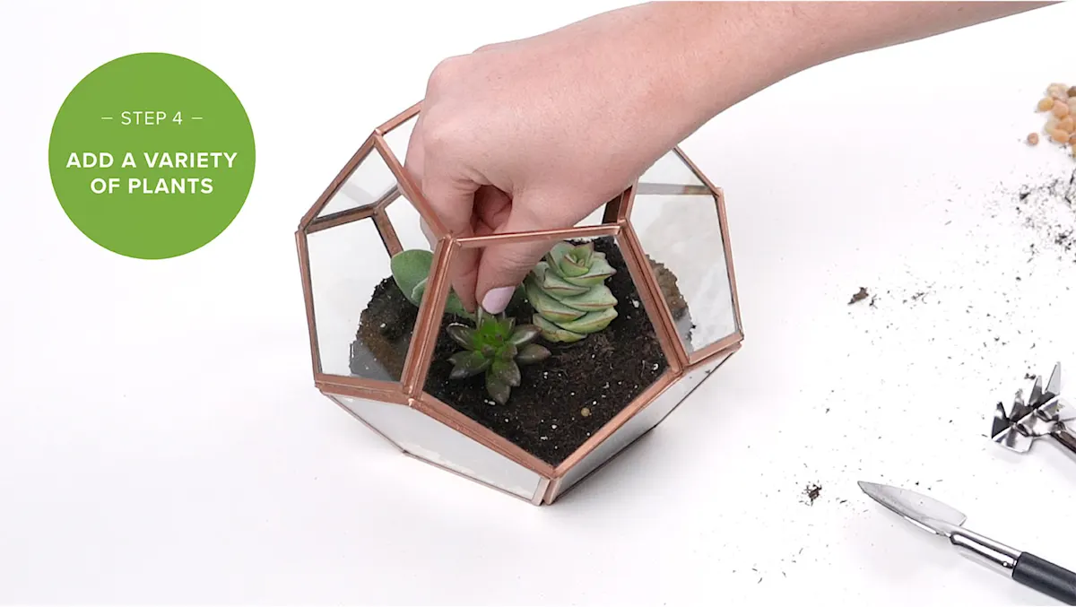 How to Make a Terrarium in 5 Easy Steps | ProFlowers