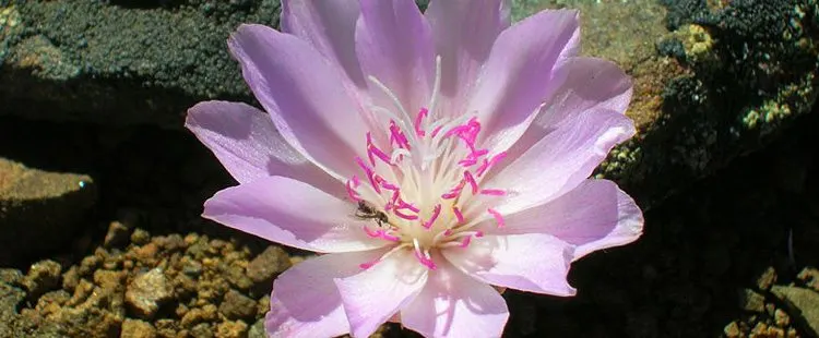 Montana State Flower - The Bitterroot