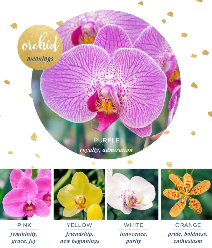 Orchid Meaning and Symbolism