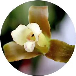 Orchid Care Guide: Care Instructions for 23 Popular Orchids